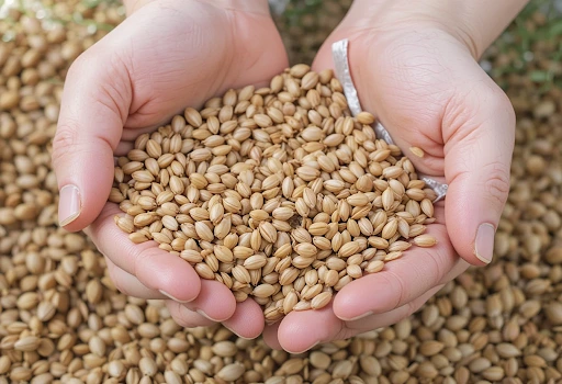 How to Harvest Coriander Seeds